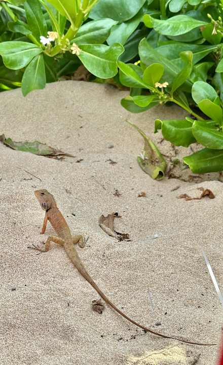Gartenanlage Dusit Princess Moonrise Beach Resort