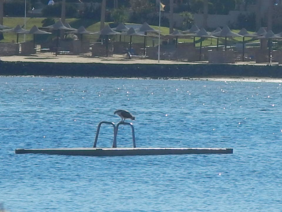 Besucher auf der Insel Steigenberger Coraya Beach - Adults only