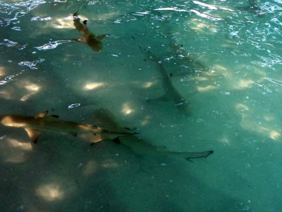 Babyhaie Meeru Maldives Resort Island