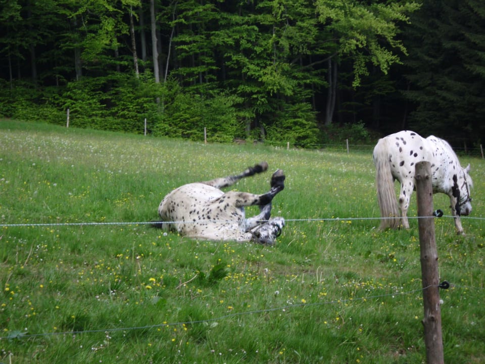 Den Pferden geht es prächtig wie man sieht. Tigerhill-Ranch-Norikerhof