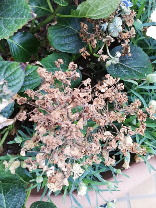 Gartenanlage Hotel Bernstein Prerow