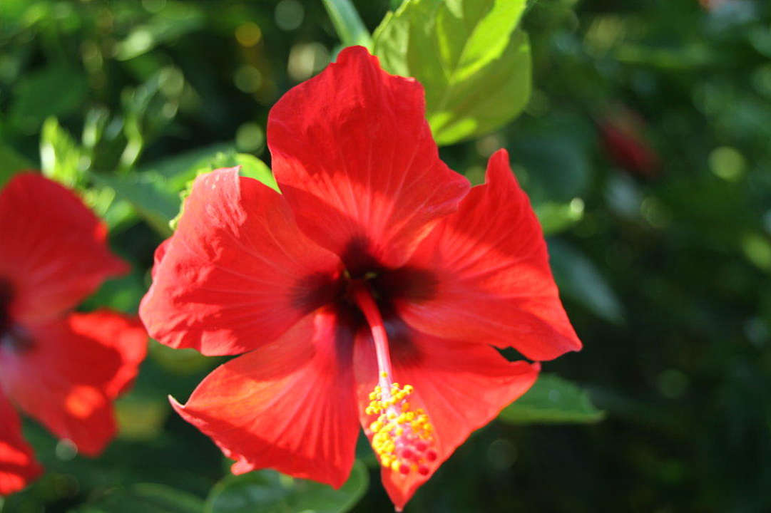 Voyage Belek  Voyage Belek Golf & Spa