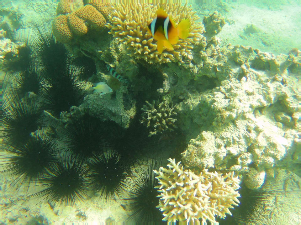 Strand Steigenberger Aqua Magic