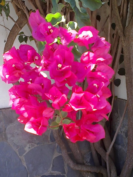 Blumenpracht H10 Tenerife Playa