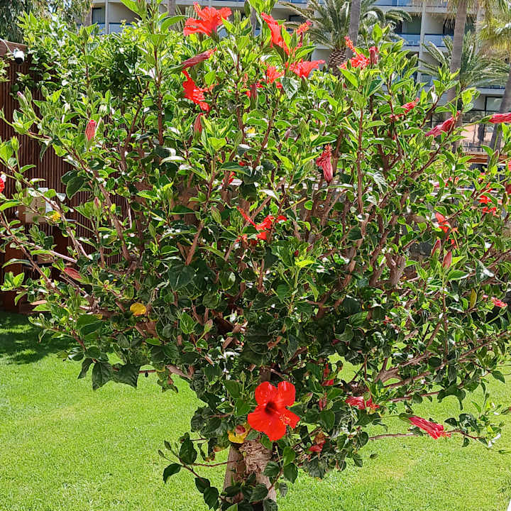 Gartenanlage High Beach Resort