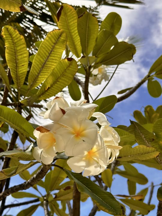 Gartenanlage Centara Ras Fushi Resort & Spa Maldives