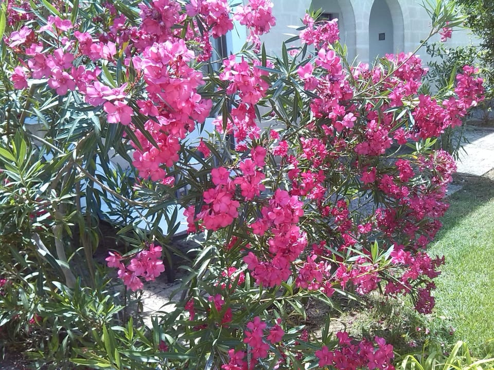 Bepflanzung nach Kontinenten Vivosa Apulia Resort