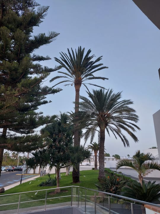 Gartenanlage Hotel Riu Paraiso Lanzarote