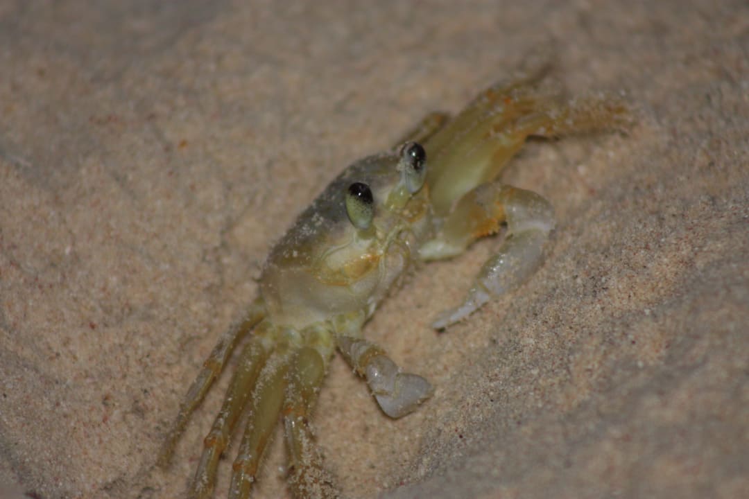 Krebs Punta Cana Princess All Suites Resort & Spa