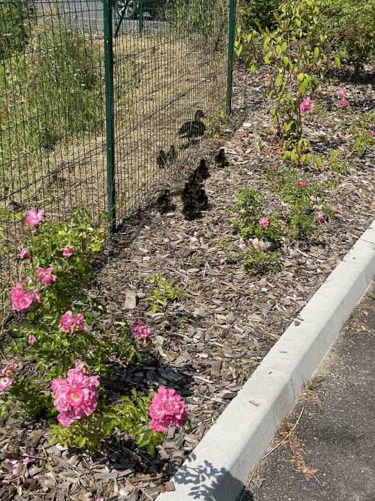 Außenansicht Holiday Inn Express - Marne-la-Vallée Val d'Europe by IHG