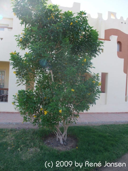 Baum SUNRISE Royal Makadi Resort