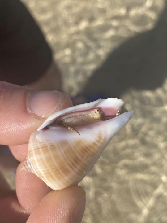 Sonstiges Hotel Sheraton Soma Bay Resort