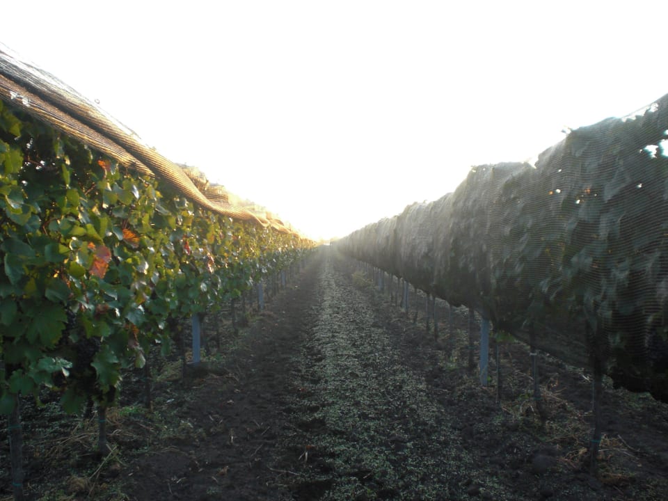 Spätnachmittag im Weingarten Weingut & Landhaus Willi Opitz