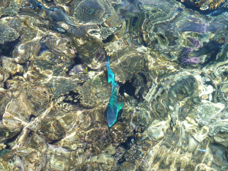 Fisch Ahoi! The Grand Hotel Sharm El Sheikh