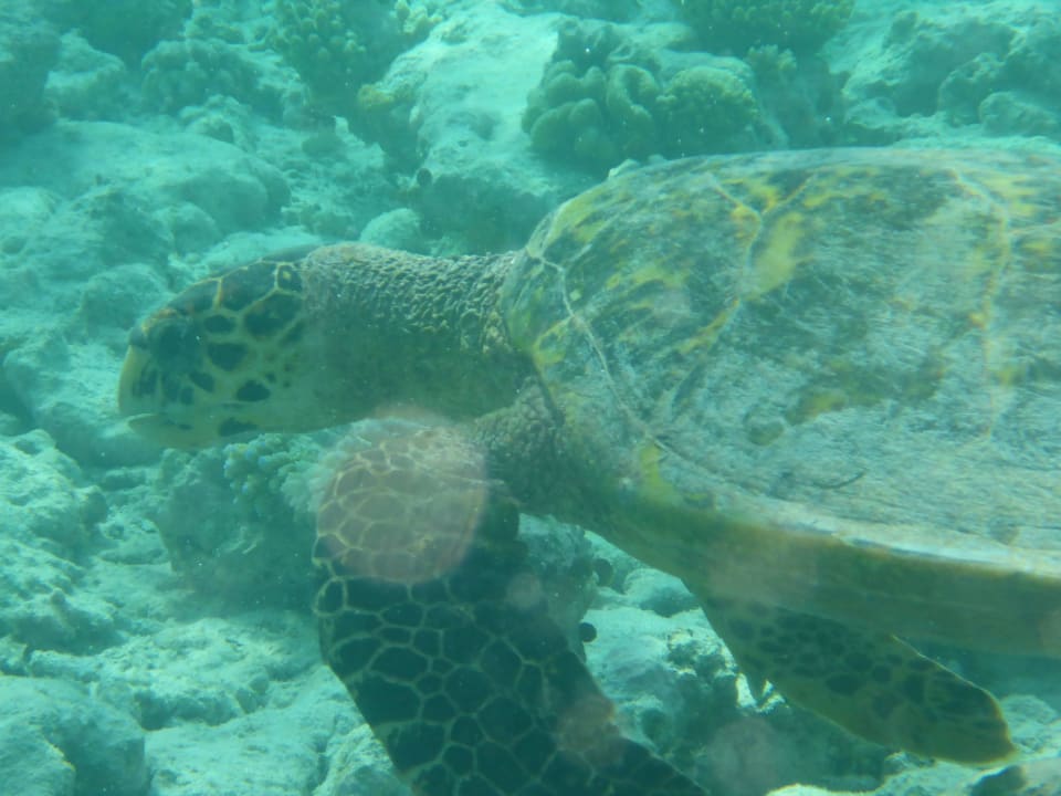 Schildkröte Embudu Village