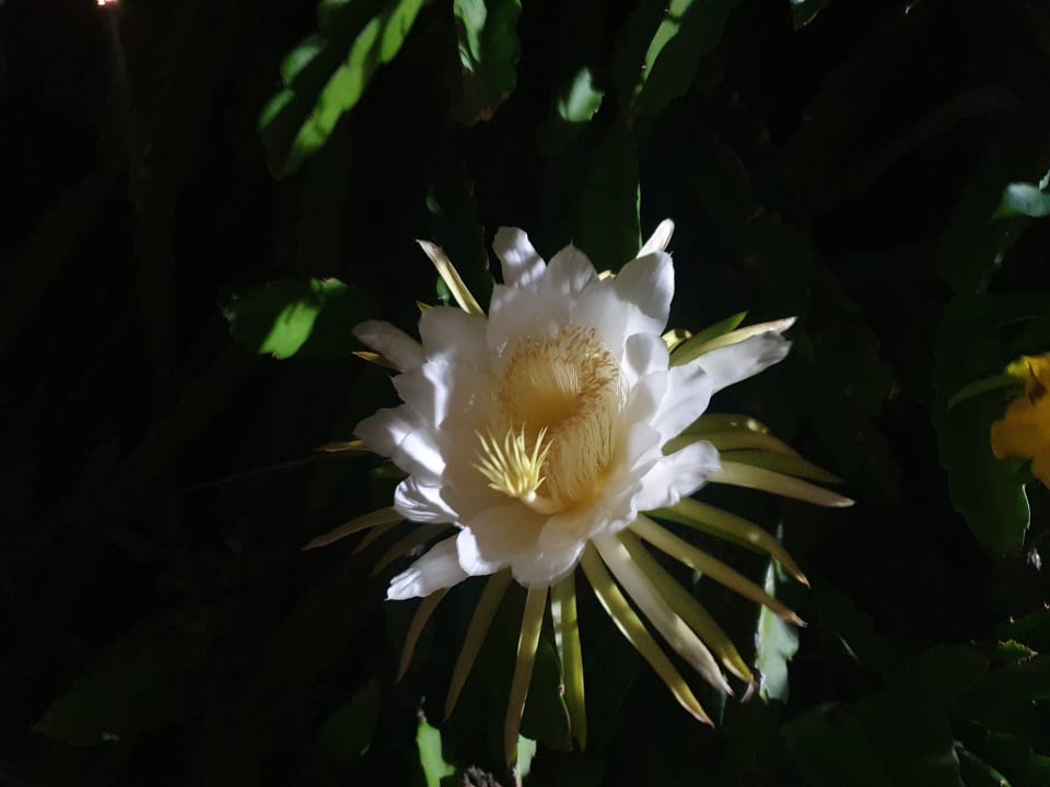 Gartenanlage Bahari Beach Hotel
