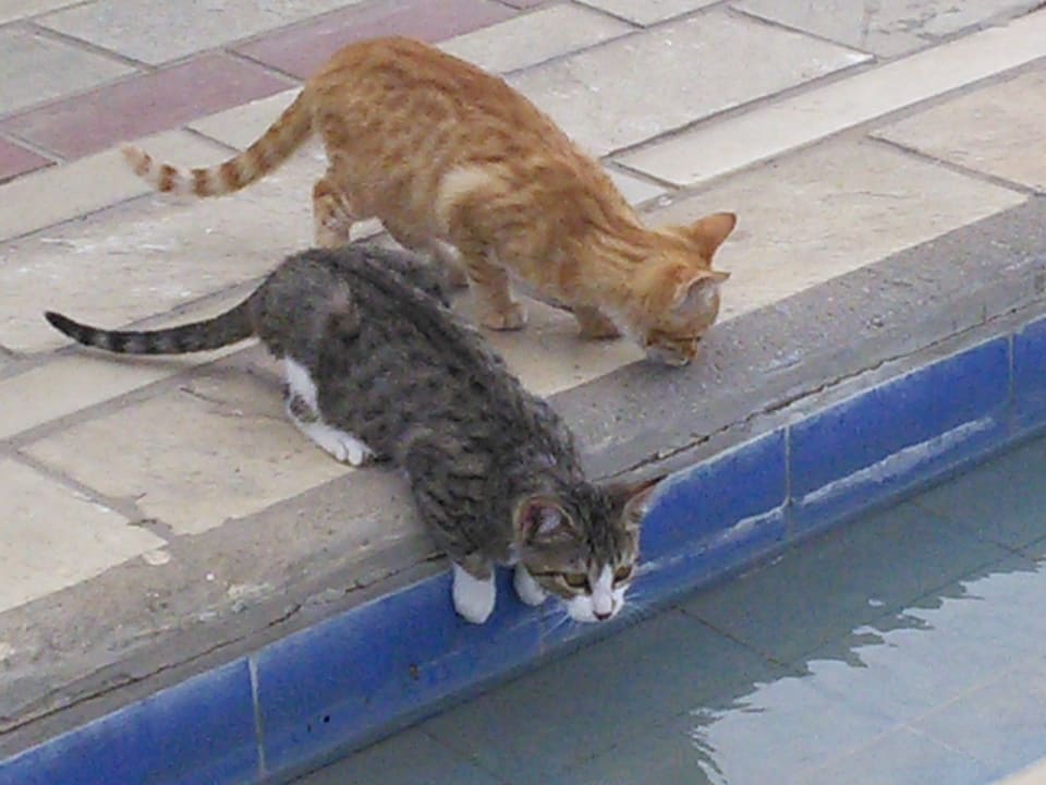 Pool Sentido Apollo Palace