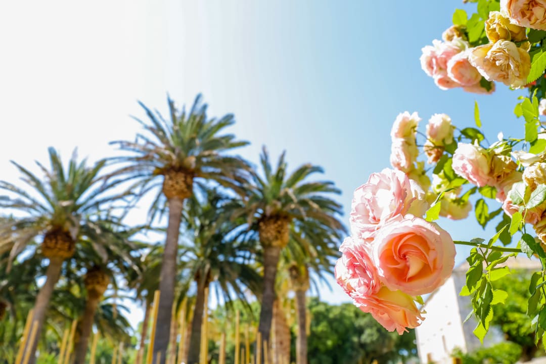 Gartenanlage Hotel Lemongarden