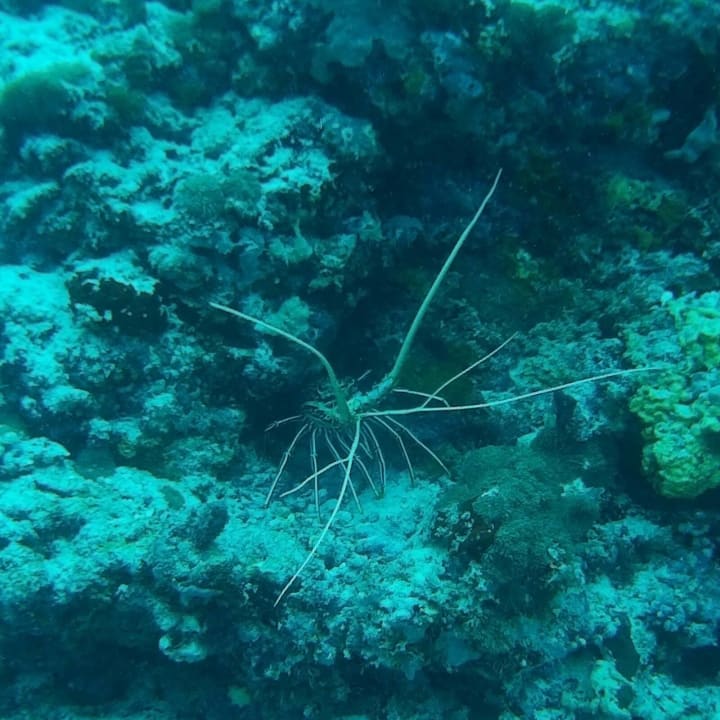 Hasuriff Vilamendhoo Island Resort & Spa