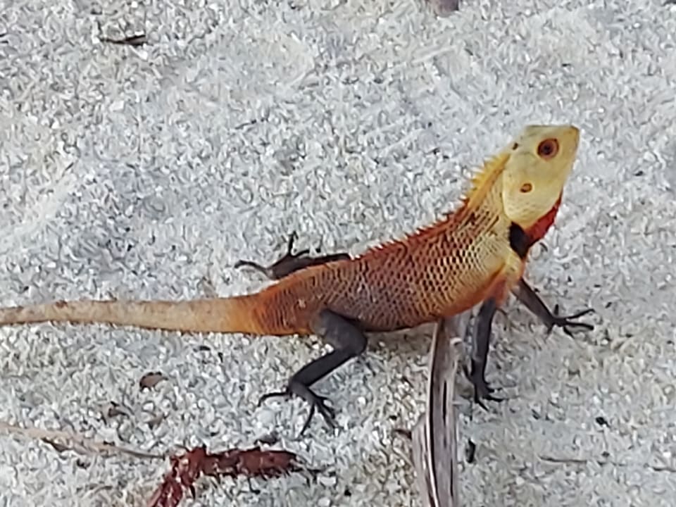 Gartenanlage Summer Island Maldives