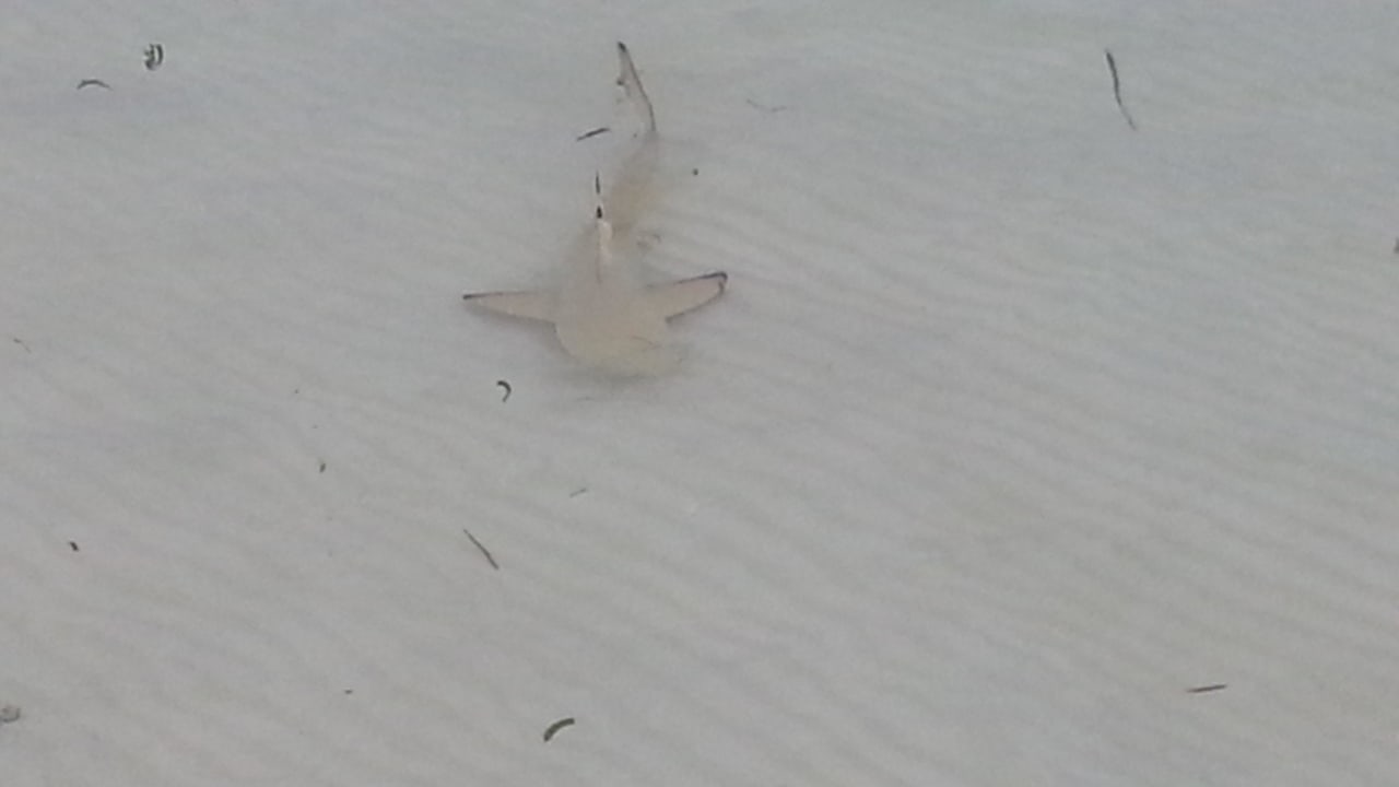 Täglicher Gast an unserem Strandabschnitt Kuredu Island Resort & Spa