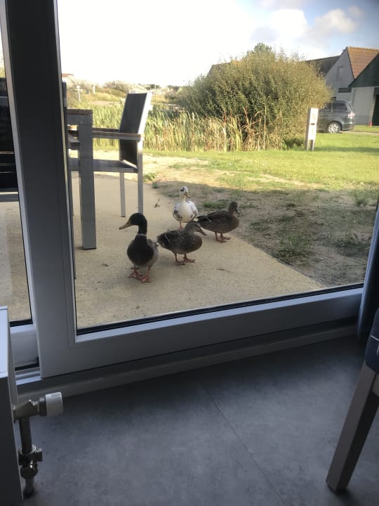 Sonstiges Center Parcs Park Zandvoort - Ferienhäuser