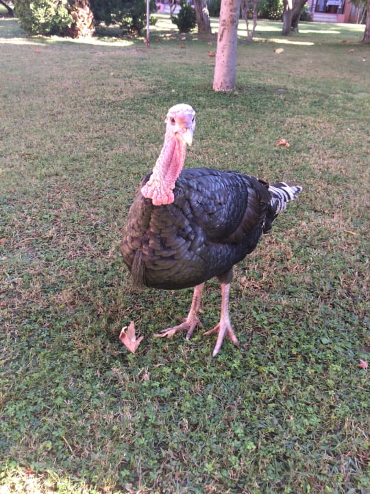 Gartenanlage VONRESORT Golden Beach