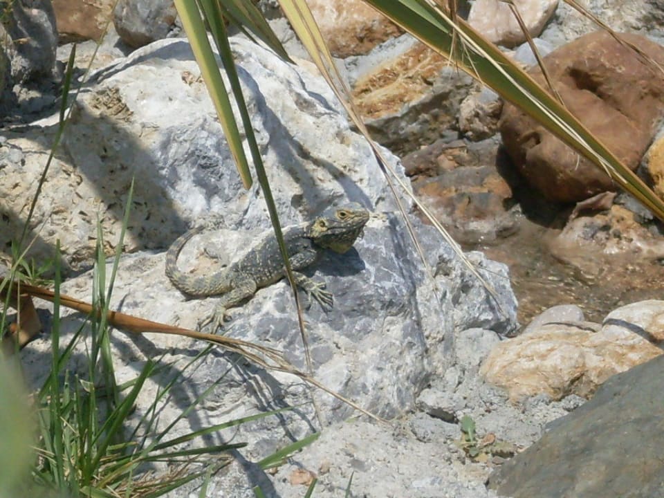 Bartagame  Atlantica Marmari Palace