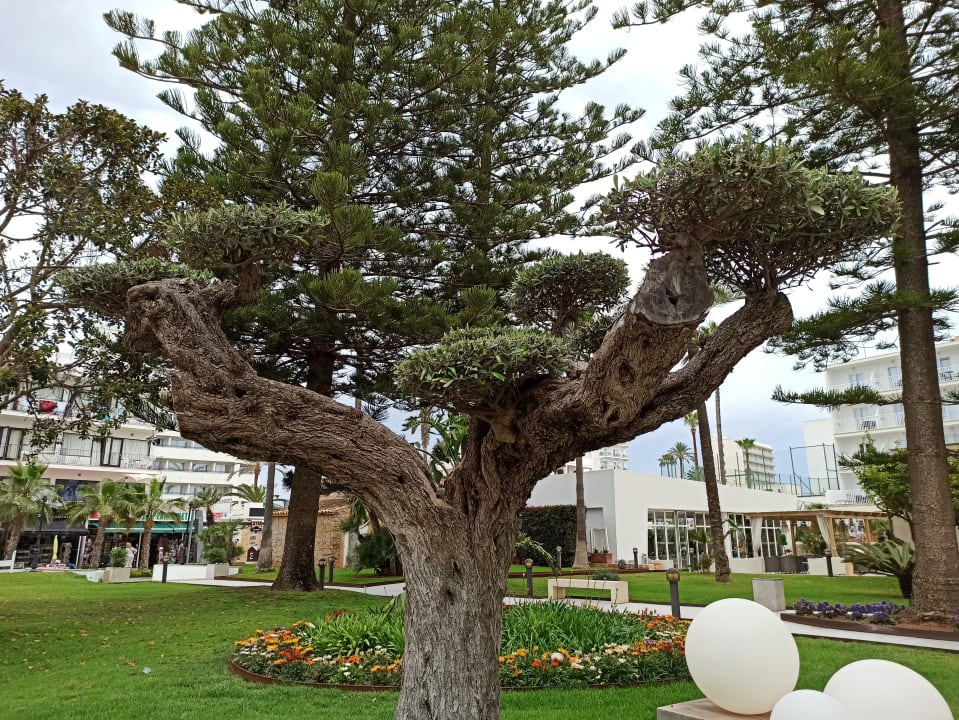 Gartenanlage CM Playa del Moro