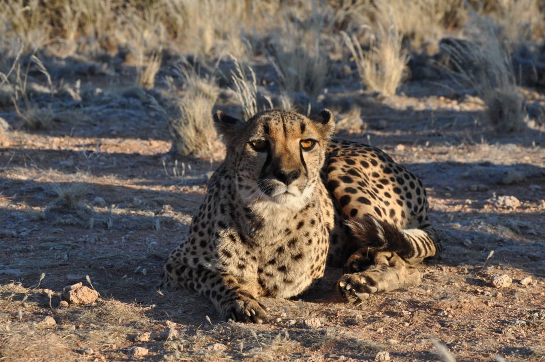 Gepard Hammerstein Lodge & Camp