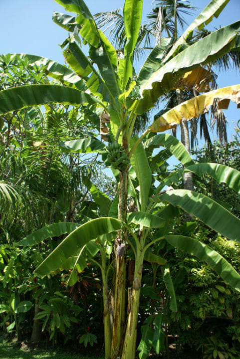 Gartenimpression Puri Santrian