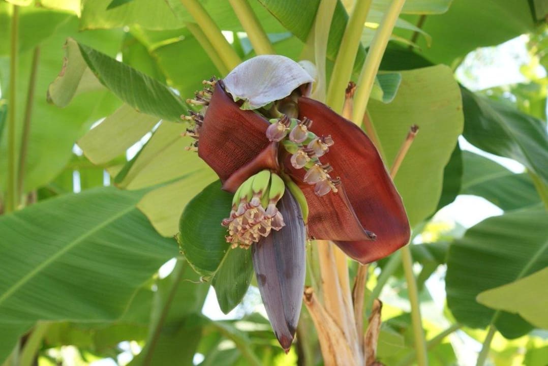 Vielfältige Pflanzen Dobedan Exclusive Hotel And Spa