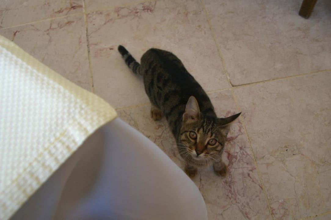 Katzen überall Seaden Corolla Hotel