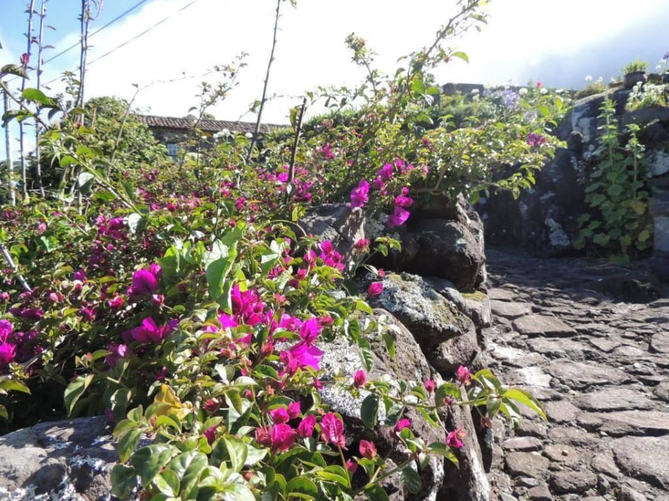 Prächtige Büsche ind er Aldeia Hotel Aldeia da Cuada