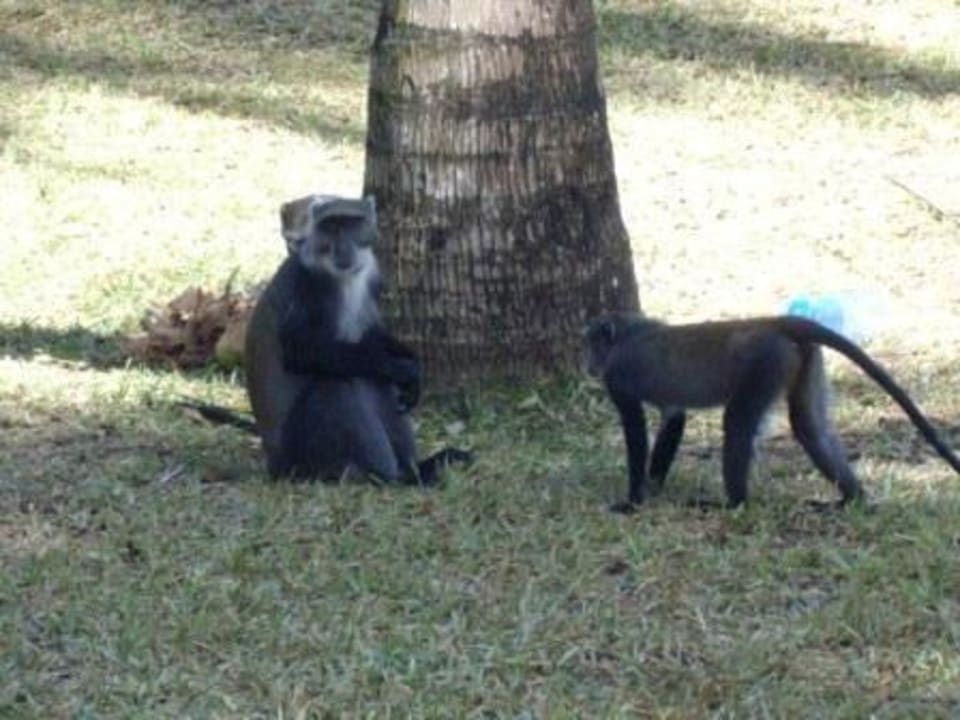 Äffchen Diani Sea Resort