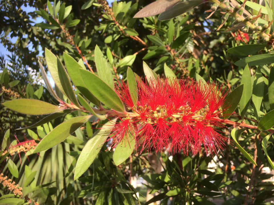 Hübsche Sträucher in der Anlage Teos Village