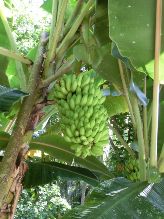 Bananen Kuramathi Maldives