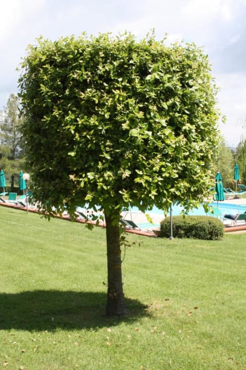 Gepflegte Umgebung Agriturismo Colleverde