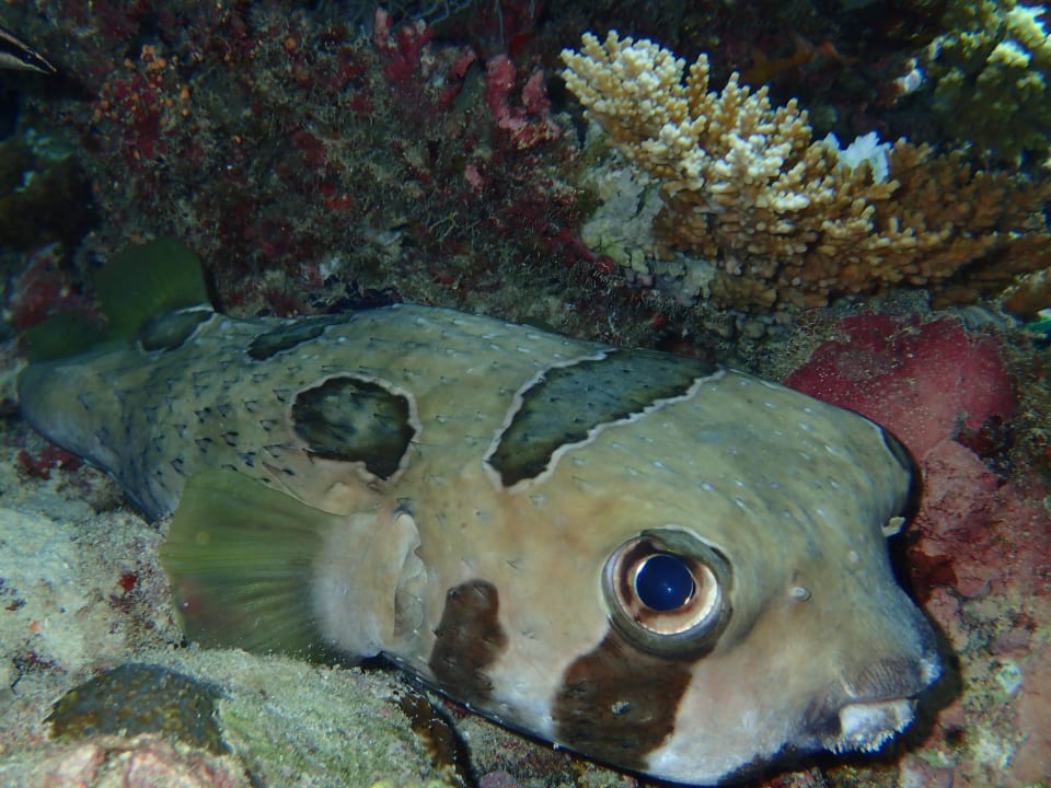 Igelmaskenfisch Eri Maldives