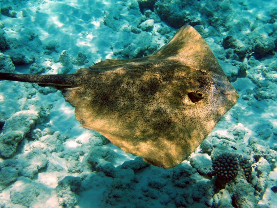 Unterwasser Kuredu Island Resort & Spa