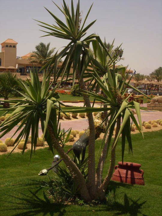 Ohne Worte Pickalbatros Dana Beach Resort - Hurghada