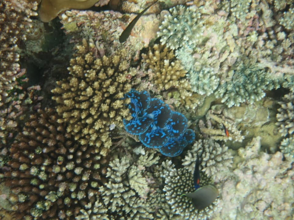 Kudadu Kuredu Island Resort & Spa