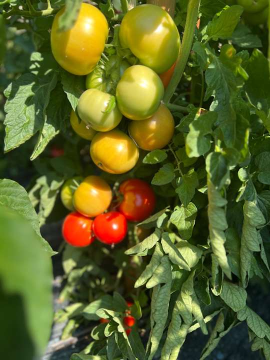 Gartenanlage Hotel Relais La Magioca