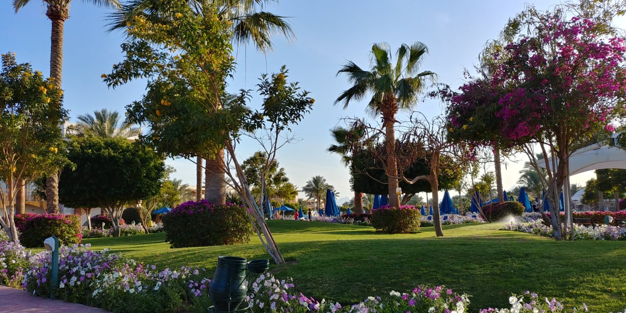 Gartenanlage Desert Rose