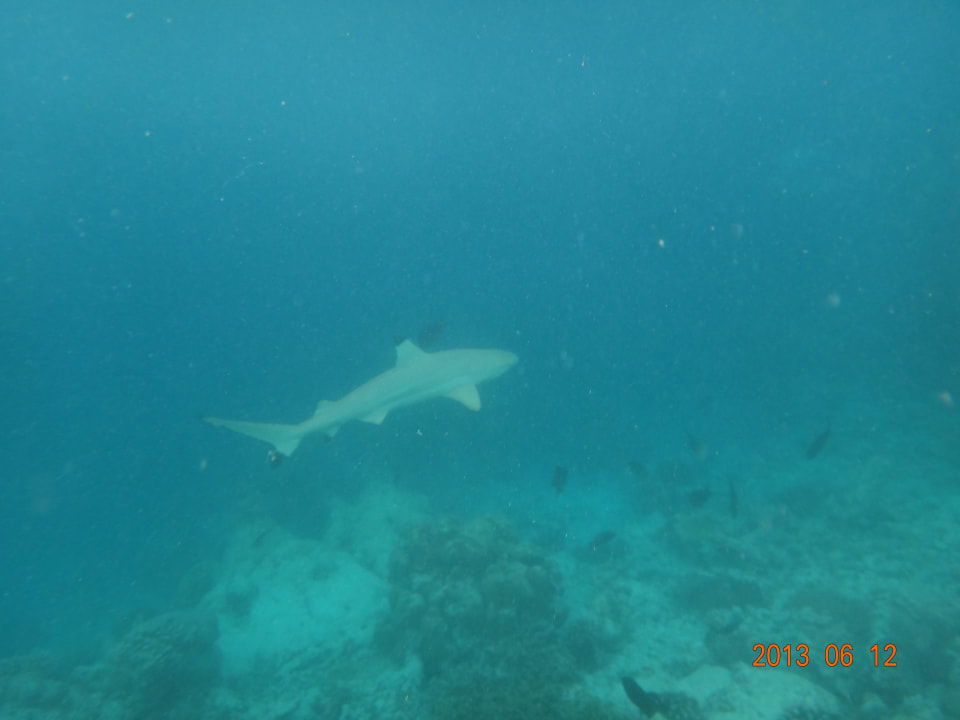 Hai beim Schnorcheln Kuramathi Maldives