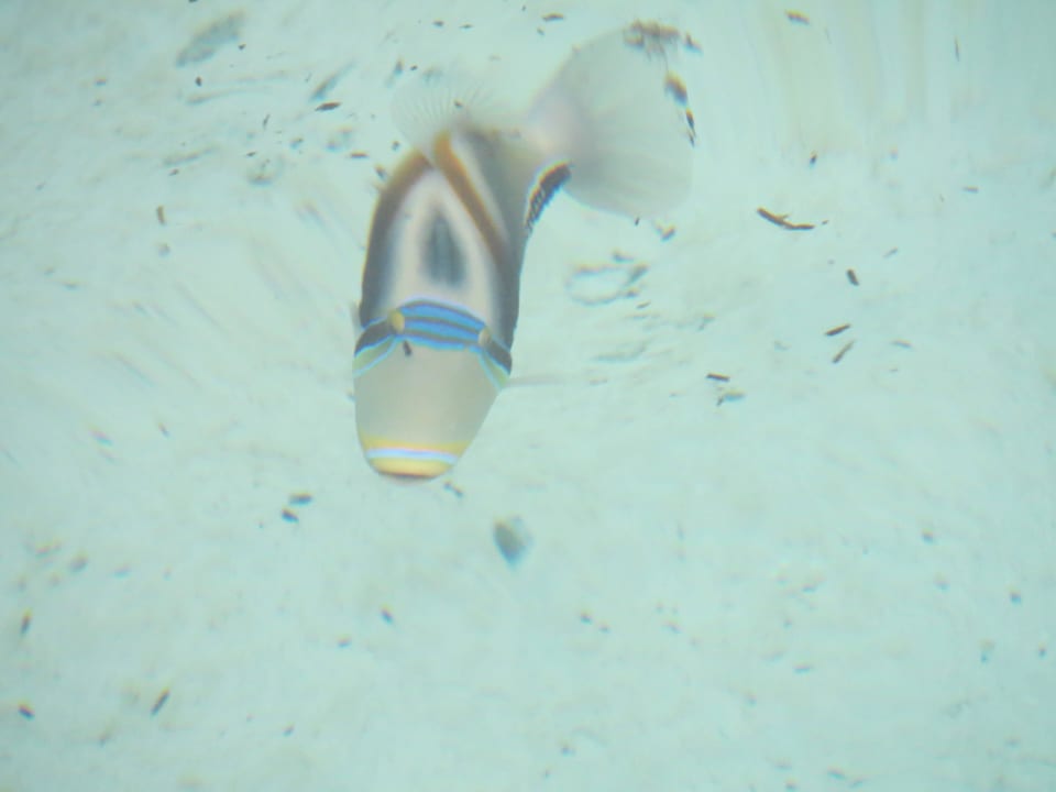 Vom Steg der Ocean Villa fotografierte Fische Adaaran Select Hudhuran Fushi - Premium All Inclusive