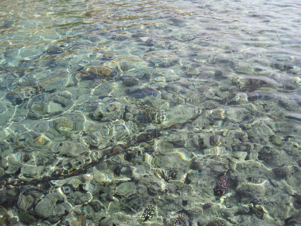 Schoenes Riff Sharm Plaza