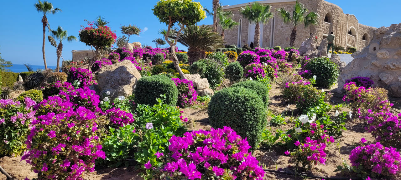 Gartenanlage Pickalbatros Citadel Resort