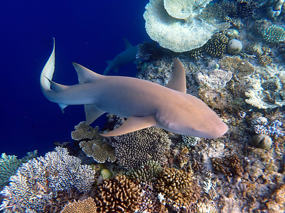 Sonstiges Ellaidhoo Maldives by Cinnamon