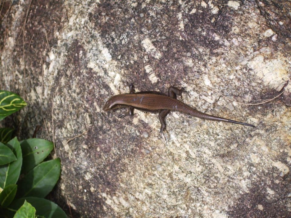 Poolbekanschaft  Best Western Premier Bangtao Beach Resort & Spa